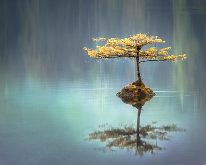 Reflection of a Tree in Water