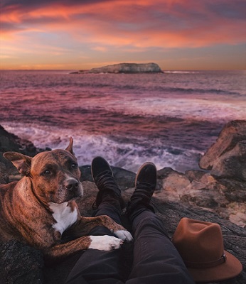 Pet dog on owners lap with view of an Oceanic background