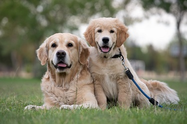 Two Golden Retrievers