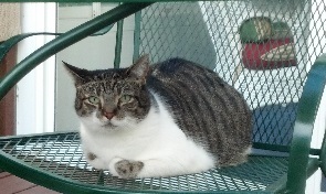 A pet Cat sitting on a lawn chair