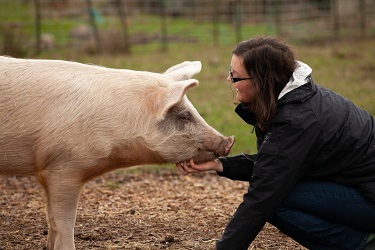 Woman scratching a Pig's chin